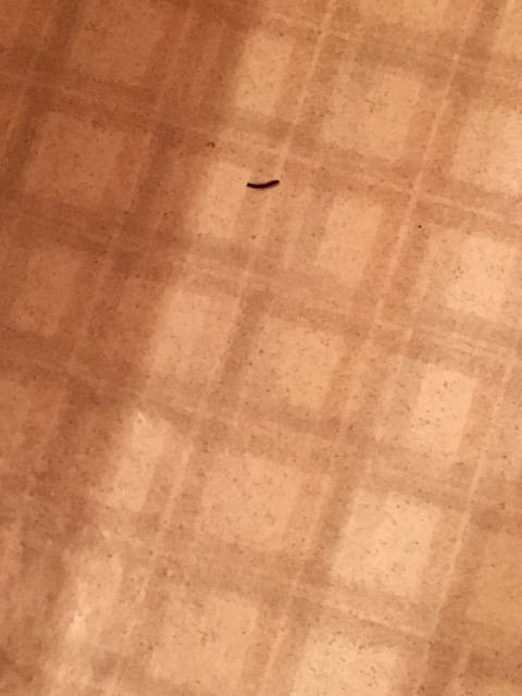 Bathroom worm