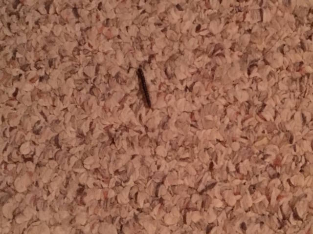 Bedroom worm